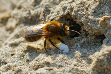 Closeup of the male vernal colletes or spring mining bee, Colletes cunicularius at the entrance of a nest