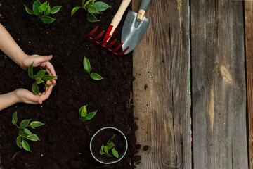 Little seedling in black soil on child hand next to the garden rake and shovel.Spring planting.