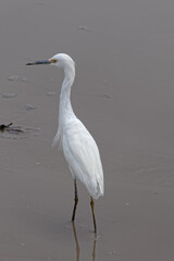 Belle aigrette neigeuse sur la bande côtière de Guyane française