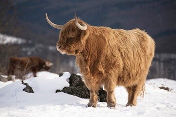 higland cow in winter nature
