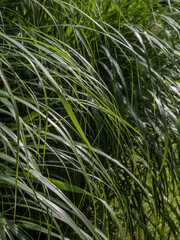 green grass in the wind