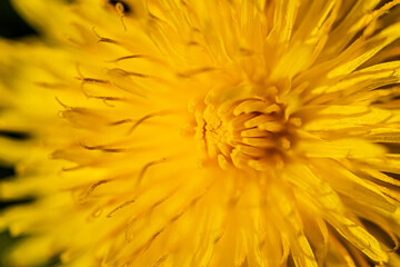 Pissenlit en macro - fleur jaune en gros plan - composition graphique (dent de lion)
