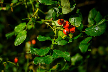Red rosehip after rain with green leaves.