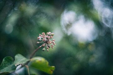 Ivy soft focus with vintage lens Zenitar