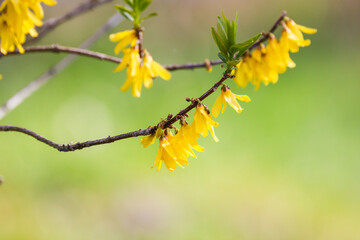 屋外で撮影したレンギョウ