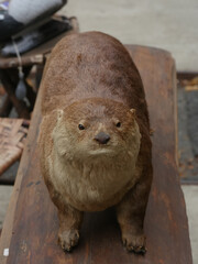 stuffed otter on a branch