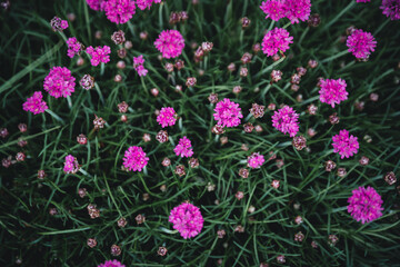 Pink flowers in the garden. - 422648933