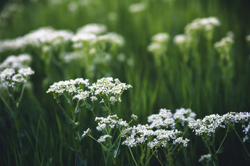 White flowers in the field. - 422648958