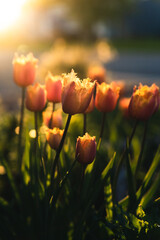 Orange tulips in sunset. - 422648978