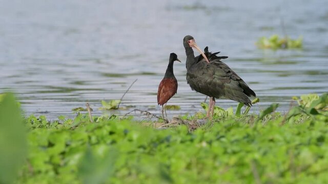 Wattled Jacana and Bare-faced Ibis
