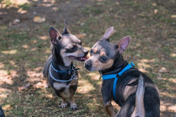 dos perros chihuahua en el pasto