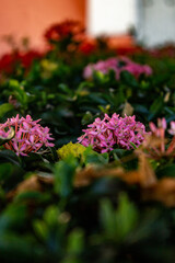 Flores de jardin en verano