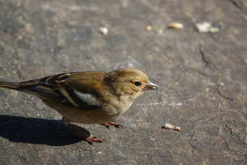a female chaffinch feeding beneath a wooden bird table