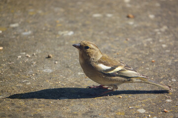 a female chaffinch feeding beneath a wooden bird table