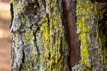 Layered pine tree bark background with mossy green lichen ~BARK OF A TREE~