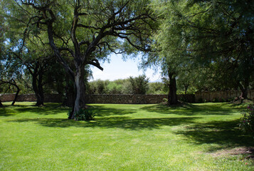 Fototapeta na wymiar Vineyard garden with trees and grass in sunny day