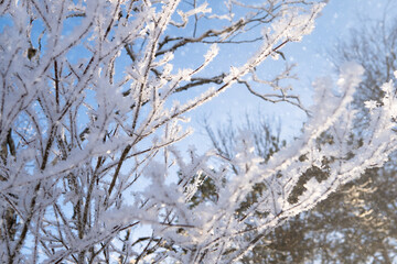Tree branch covered with snow and frost in the winter forest. Winter Background