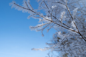 Tree branch covered with snow and frost in the winter forest. Winter Background