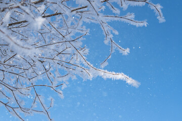 Tree branch covered with snow and frost in the winter forest. Winter Background