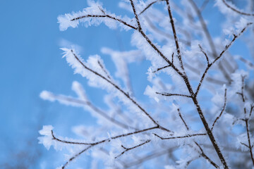 Tree branch covered with snow and frost in the winter forest. Winter Background
