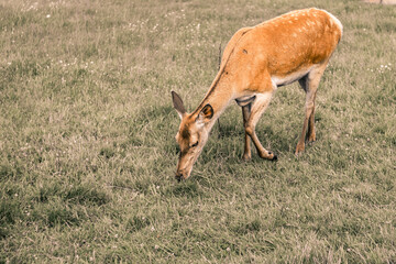 impala in the wild