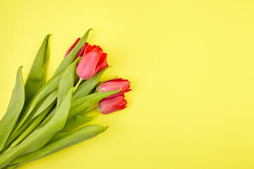 Red tulips on yellow background. Fresh spring flowers