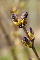 purple Lilac Syringa vulgaris buds in the garden - 422651399