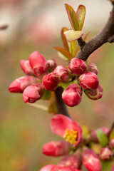 Obraz na płótnie Canvas Red flower buds of Japanese quince