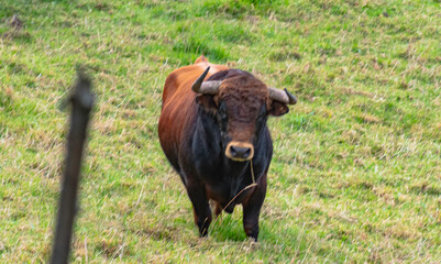 toros Bravos en la Dehesa