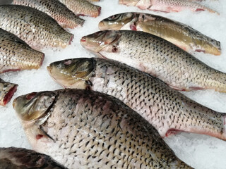 Fresh fish, gutted carp on ice
