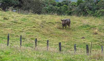 toros Bravos en la Dehesa