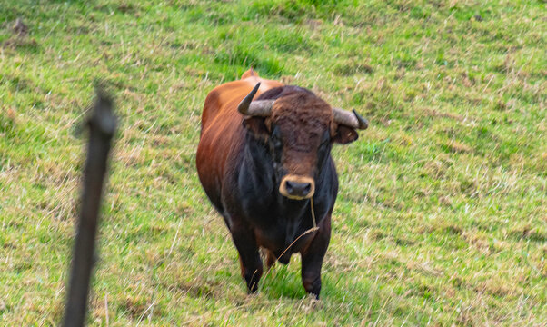 toros Bravos en la Dehesa