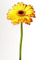 gerberas de cores tropicais isoladas