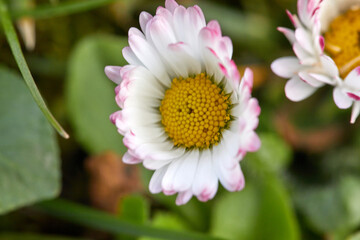 Blooming spring flower of Aster lanceolatus - 422651730