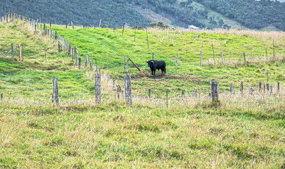 toro de lidia en el cercado color negro