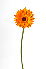 gerberas de cores tropicais isoladas