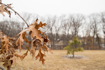 Winter leaves