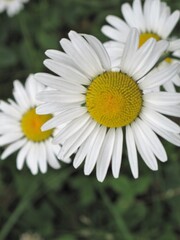 Fototapeta premium Closeup of daisies with white petals and yellow centers