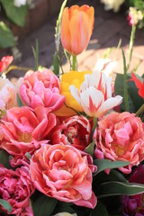Mixed spring tulips bouquet