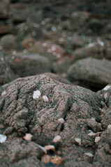 rocher sur la plage avec coquillages