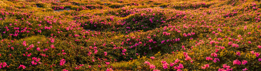 Obraz premium Beautiful valley with blossoming rhododendron flower on sunset