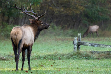 Naklejka na ściany i meble Large Bull Elk Looks Over Old Barbed Wire Fence