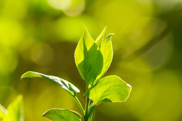 Closeup nature view of green leaf on blurred greenery background in garden. Green nature background.