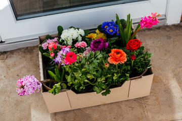 The spring flowers in a box in front of the door