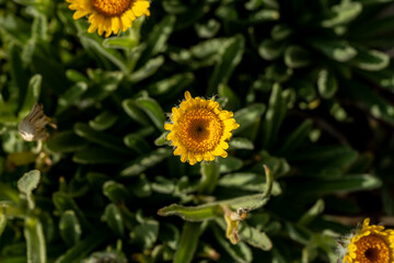 Looking Down on Acton Brittlebush Blossoms