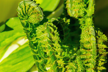 Unfurling fern leaves plant against green nature background. Spring  and gardening concept