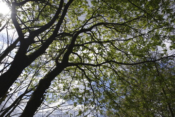 Trees in the forest
