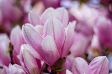Fototapeta na wymiar pink magnolia 