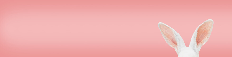 White rabbit ears on a light pink background with copy space. Easter minimalism header.