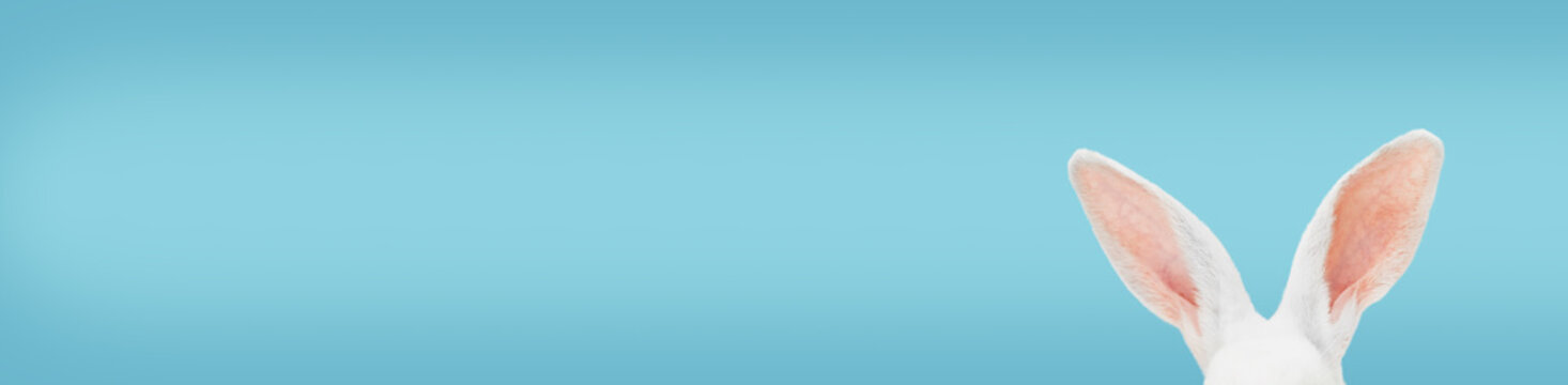 White rabbit ears on a light blue background with copy space. Easter minimalism header.